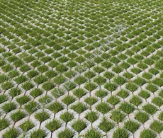 Газонная решетка 400х400х80 - Тротуарная плитка от производителя Екатеринбург, Тюмень